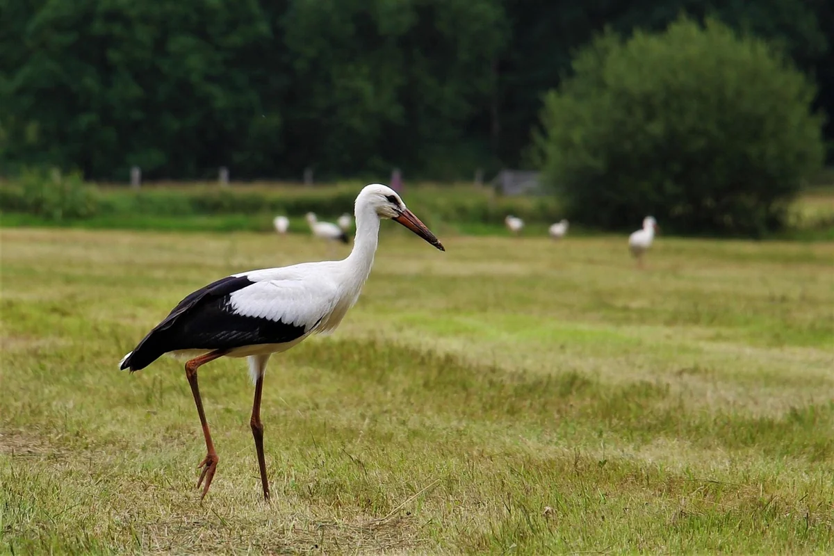 Comment établir une stratégie de croissance viable pour son entreprise ?