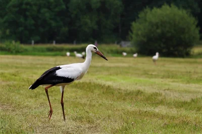 Comment établir une stratégie de croissance viable pour son entreprise ?
